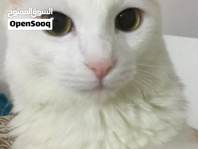 Turkish Angora