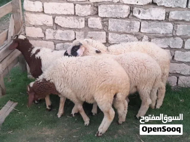 5خرفان ذكور للبيع