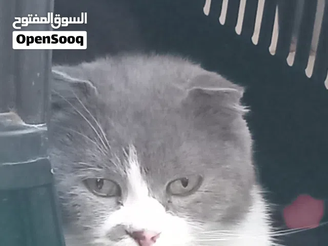 قط للبيع الف