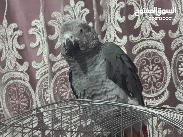 بسم الله مشالله بغبغان كاسكو