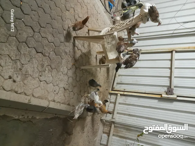 دجاج عربي اعمار 3شهوروشهرين