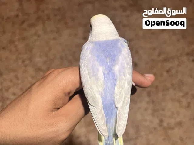 فرخ رينبو وصف ممتاز