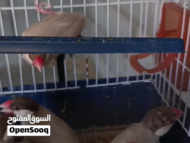 طيور بودي للبيع