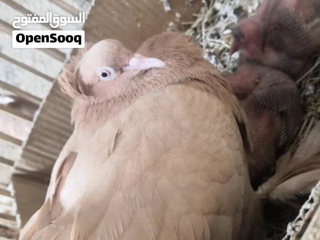 السلام عليكم   بيهن مجال جدا بسيط سبب البيع لغرض السفر