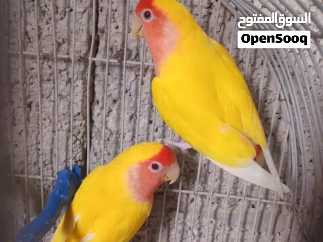 كوبيه مصوقره و بسعر حررق