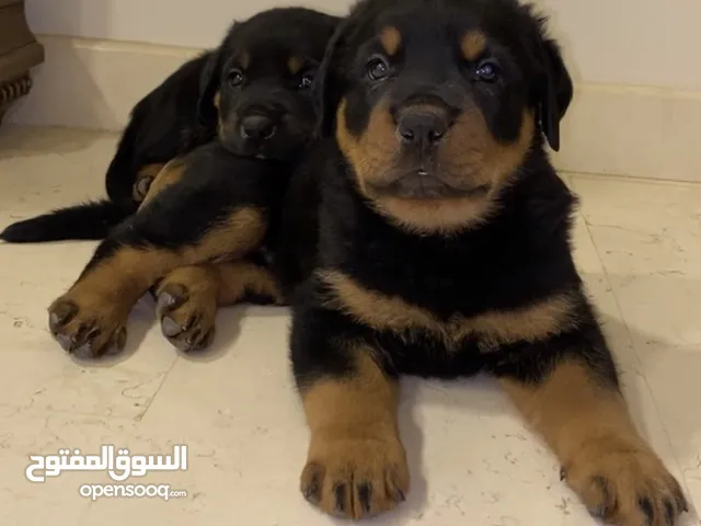 كلاب روت وايلر للبيع او التبني في السعودية : كلب روت وايلر : افضل سعر