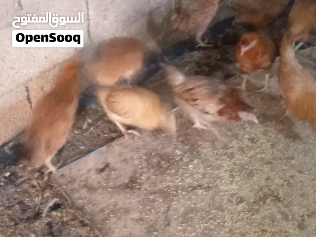 فرخات نخب عمرسته أشهر