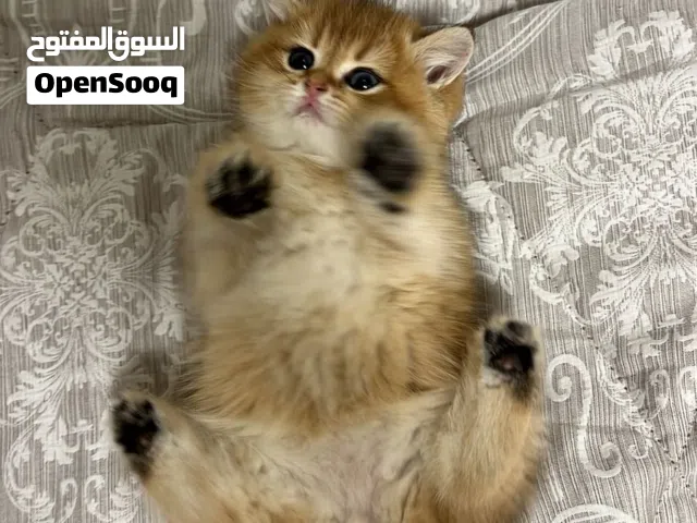 قط سكوتش للبيع