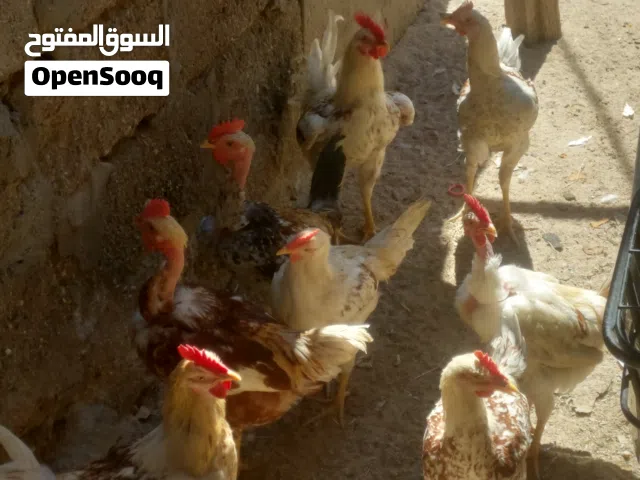 دجاج عرب ديك عدد 5