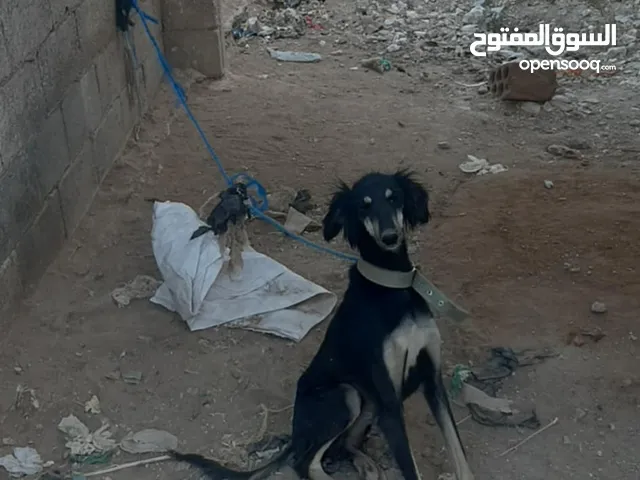 اناث سلق و هاسكي اقراء الوصف