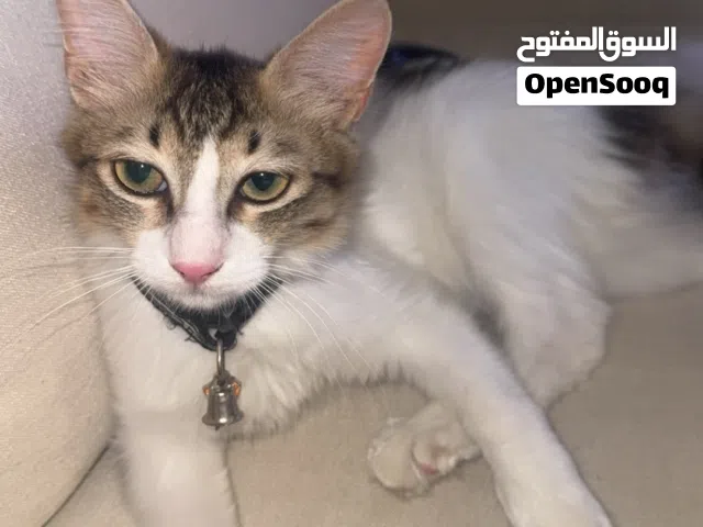 قطه انثى للتنازل