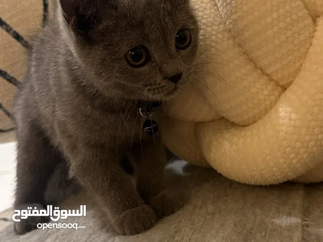 فولد شورت هير