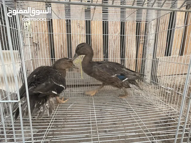 زوج بط طيار