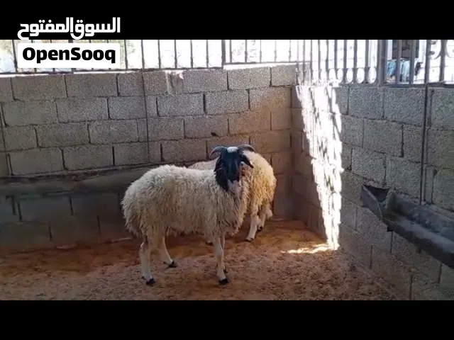 خروف عقيقه للبيع