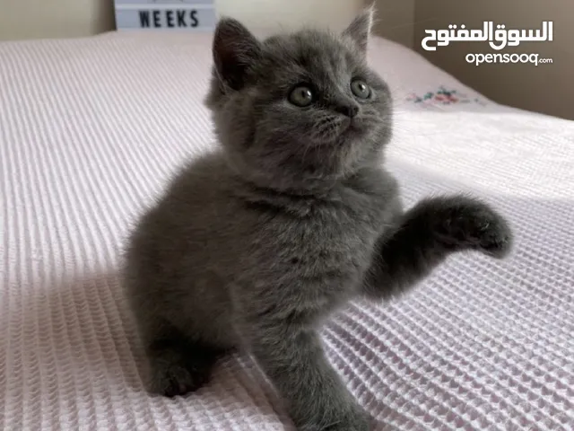 قطط برتش عمر شهر في عمان النوع انثى للجادين تواصلو معي