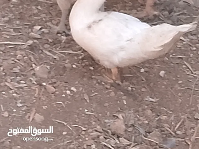 ذكر بط للبيع