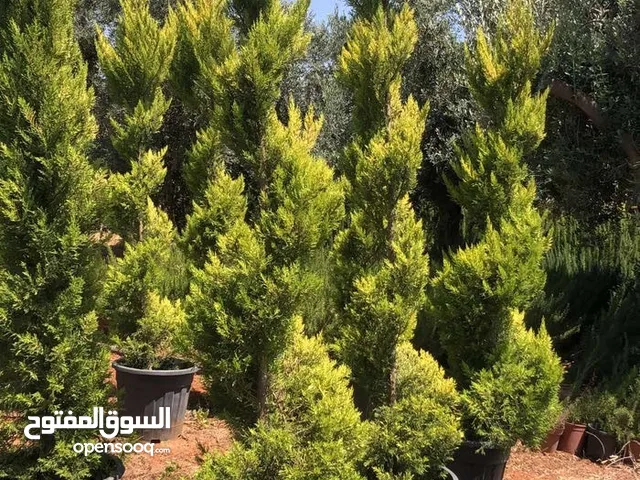 مشاتل الأندلس لإنتاج وبيع جميع أنواع الأشجار المثمره وأشجار الزينه