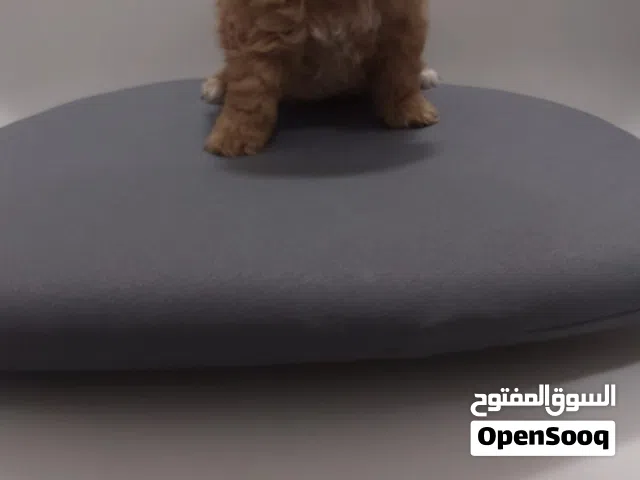 متوفر جروة مالتيبو اناث  MALTIPOO PUPPY  FEMALE AVAILABLE