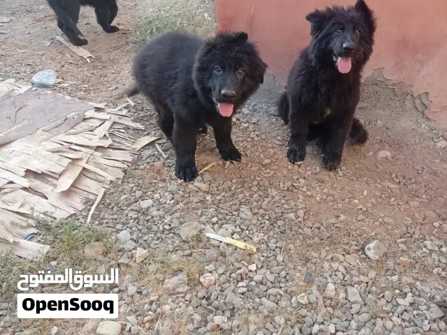 للبيع او البدل بطيور