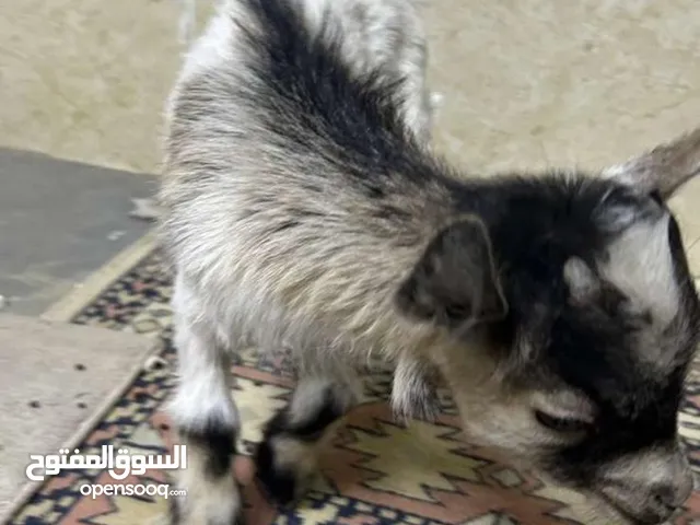 للبيع تيس جيكي