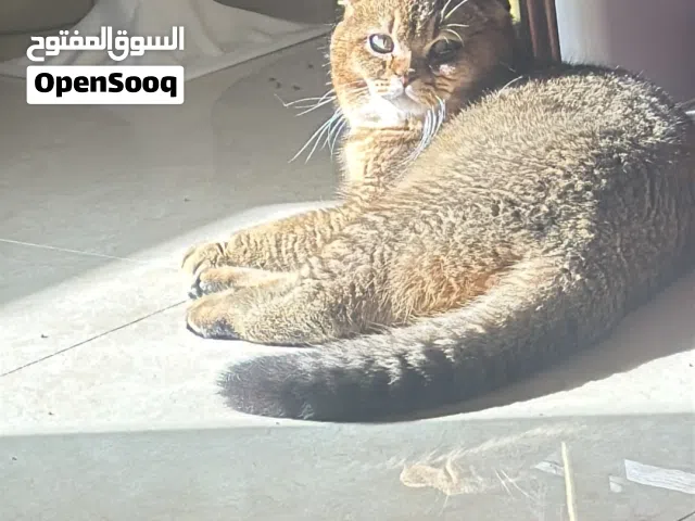 دكر سكوتش فولد قولد