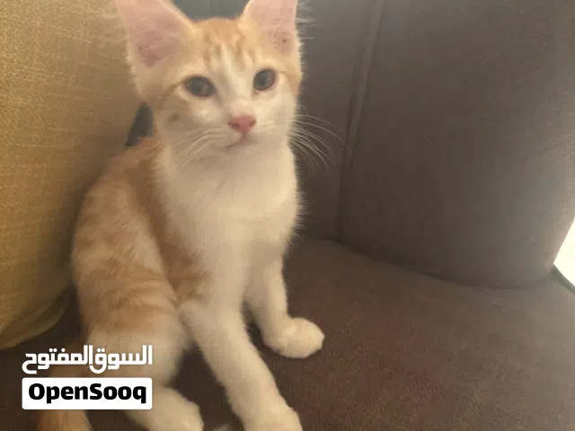 للبيع قط أليف يلعب مع الأطفال