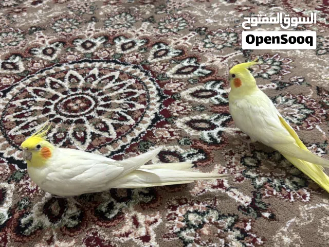 Cockatiel males with accessories for 50