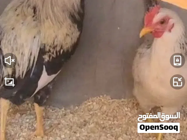بسم الله وعلى بركة الله متاح ديج دجاجة دندراوي فواتح الدجاجة على  وجه بياض