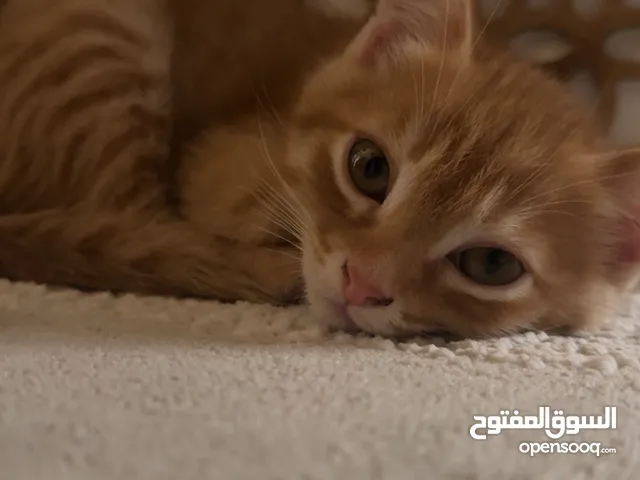 Orange kitten for adoption