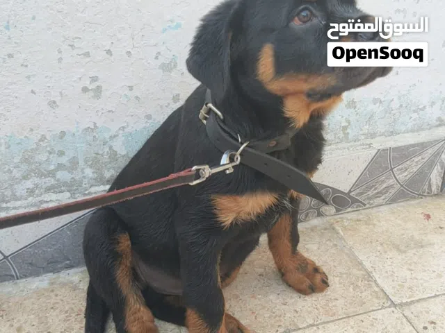 جرو دكر روت ويلر اللمانى للبيع 75 يوم