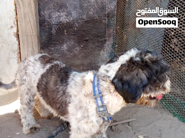 للبيع كلاب شيتوز أليف