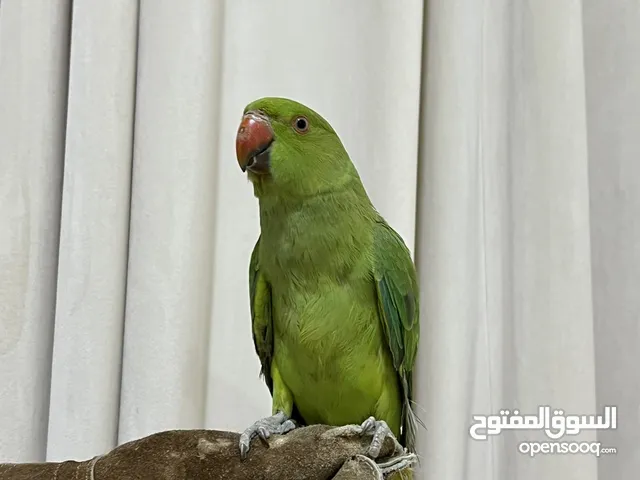 ببغاء الدره
