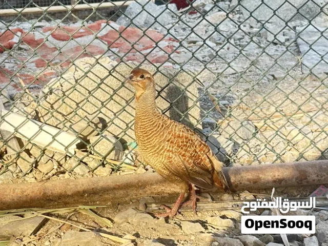 البيع صفرد بكستاني
