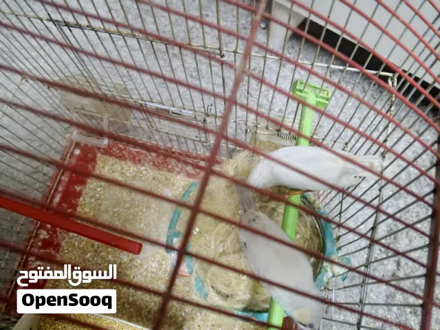 طيرين جنة مع قفصهم بدينارين بس