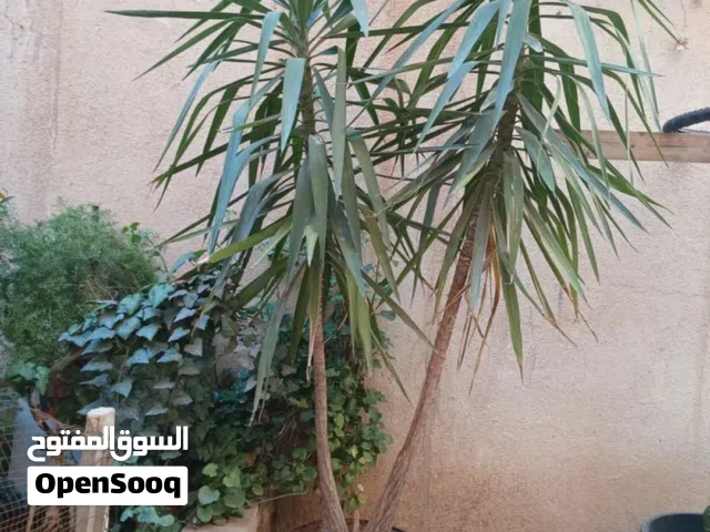شجر زينه عدد2 بسعر حرق
