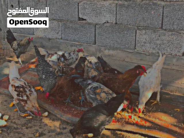 دجاج عربي للبيع