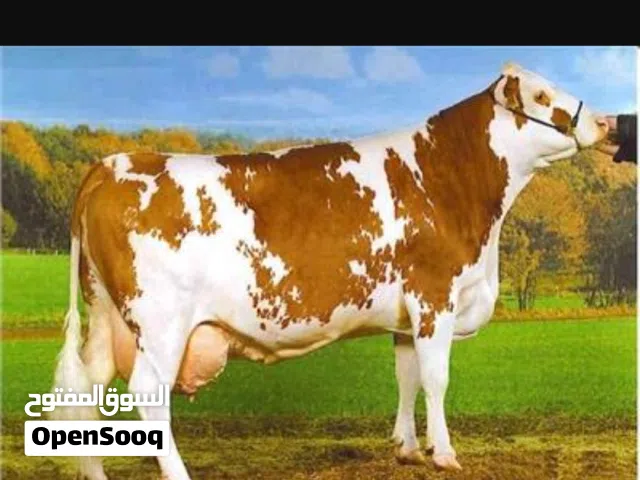يوجد حليب طازج يوميا من المزرعه الزرقاء الهاشميه