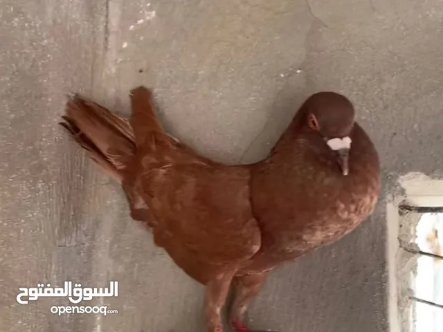 مزهور كتب بلاطه السعر 30 ليره