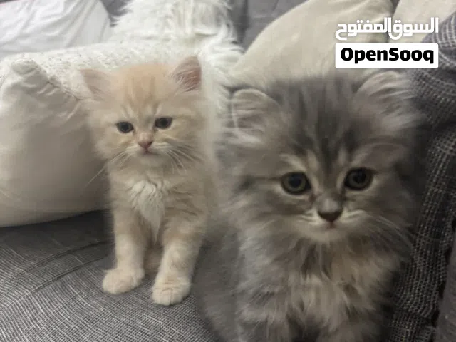 شيرازي في عرق سكوتش