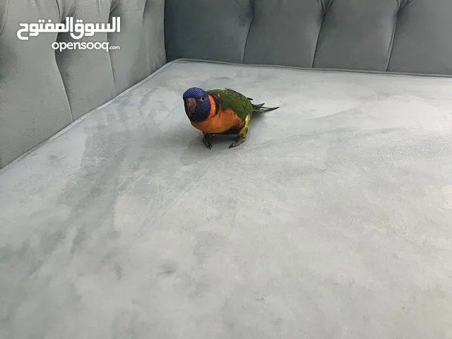 للبيع طير لوري