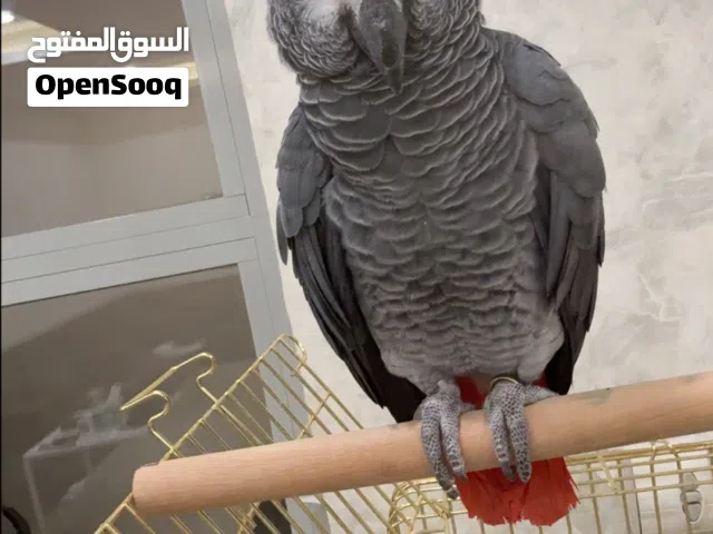 للبيع كاسكو حجم سوبر جامبو يسولف
