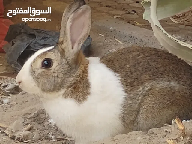 ارانب للبيع صغار وكبار