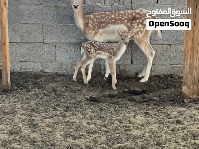 غزال للبيع