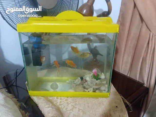 حوض اسماك زينه خمس سمكات