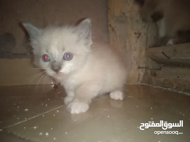 قطط سيامي سنوشو
