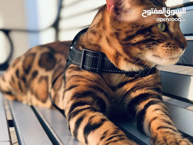 بنغال روسي بيوووور غير مخلوط بي سلالات ثانيه!!!!!الوان بريّه نادره بي نقشات مختلفه، يوجد براون وسلفر