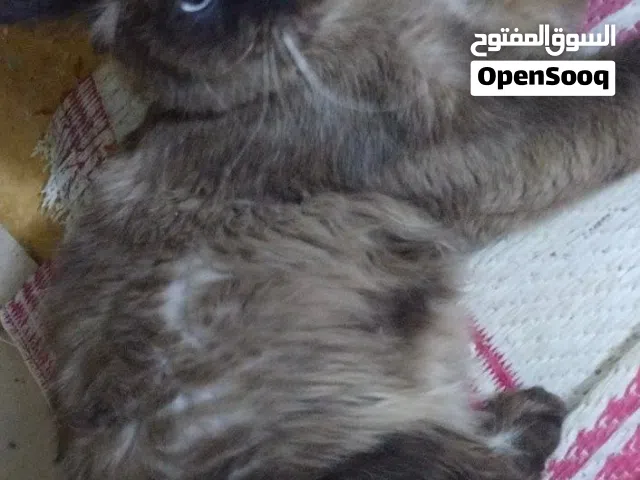 قط هملايا للبيع