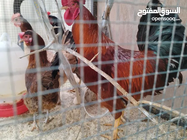 دجاج عربي غليظ ثلاثة دجاجات و فروج