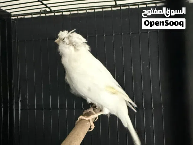 ذكر كناري ايراني