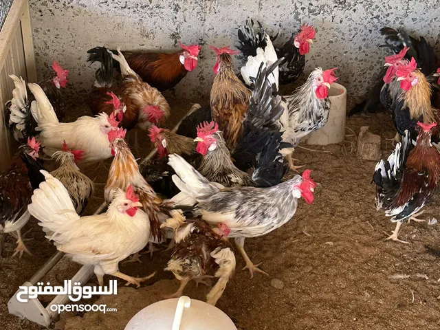 دجاج ودياجه عربي قديم